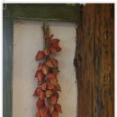 세쌍둥이네 풀꽃세상 이미지