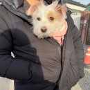 어반블루스 | 반려동물 친화도시 경주로 떠난 새해맞이 여행 (반려견 동반코스, 추천 및 후기)