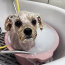 루이펫살롱 이미지