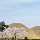 [경주] 🌸벚꽃여행(1) : 라한셀렉트경주 후기 | 경주 벚꽃 개화시기 오픈런 성공 (3/30 기준)|경주벚꽃...