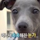 아보하 이미지