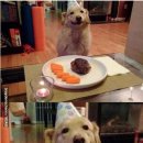 행복한개 이미지