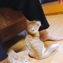 누네띠네헤어
