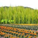 경기도 부모님과 가기 좋은 5월 꽃축제 명소 추천 효도 여행지 베스트 5 인생샷 스팟