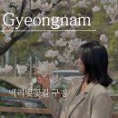 군서 백리벚꽃길 | [경남여행] 벚꽃명소 경남 합천 백리벚꽃길 후기 (feat. 서산휴게소)