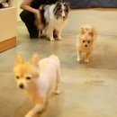 퍼피쿠키 이미지