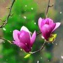 설레임꽃