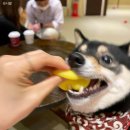 카페,메쥬 이미지