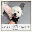 반려 | 혼자서 유기견 봉사 활동 후기, 반려마루 화성, 진짜 잘 관리되는 TOP 유기견보호소!