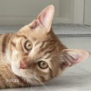 운남동물병원 이미지