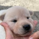 댕댕이# 이미지