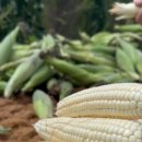 새소리민박 이미지