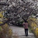 경천대 일주로 이미지