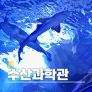 여수교육지원청(본관) | 여수 아이랑 가볼만한곳 해양수산과학관 아쿠아리움 입장료 할인 주차