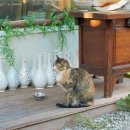 온새미로 이미지