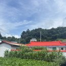 월오포레스트 이미지