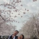 2024-주217 | 2026년 제64회 진해 군항제