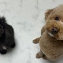 디디그루밍 이미지