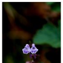 2012.11.12 (월) 출석부입니다- 자금우, 떡잎골무꽃 이미지