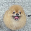 # 울퉁불퉁 치석제거껌 &#34;윔지스&#34; 칫솔껌 후기!!