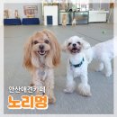 노리멍 네이버블로그