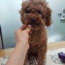 아토 강아지 미용실 이미지