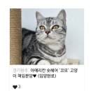 용기조아 이미지