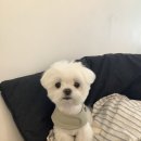 스몰스터프 쿨터치 워크자켓 ‘여름 하네스’ 후기