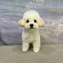 븜프그루밍 이미지