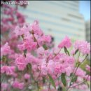 후쿠오카 벚꽃명소 마이즈루 공원에 가보다(벚꽃 개화시기와 축제기간 정보) 이미지