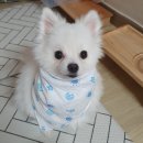 꼬까밥 이미지