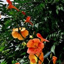 건물의 벽을 타고 꽃을 피워가는 능소화(Chinese trumpet vine) 이미지