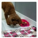 닥터팬더 동물병원 이미지