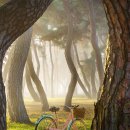 신비의소나무 앞 이미지