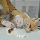 여우야 이미지