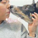 도그동물농장 이미지