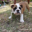 데이지~피치~릴리~~~ 이미지