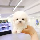 개키우는남자 강아지분양 대구본점 이미지