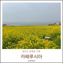유채와바다 | 카페루시아 주차 제주 오션뷰 박수기정 서귀포 유채꽃 애견동반