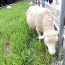 관우1목장 이미지