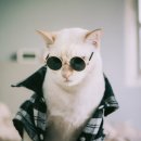 옷고르는고양이