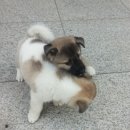 상봉2농장 이미지