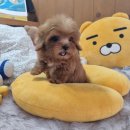 러브독펫살롱 | 부천펫샵, 우리 강아지 인생 친구를 만나는 곳