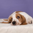 이산동물의료센터 이미지