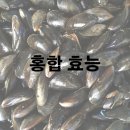 홍합 효능 및 효과 손질 보관법 이미지