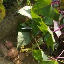 황토향기 이미지