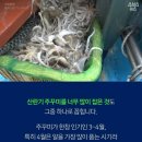 쭈꾸미 이미지