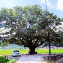 느티나무 이미지