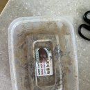 경희네팥죽 이미지