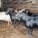 박종봉농장 이미지